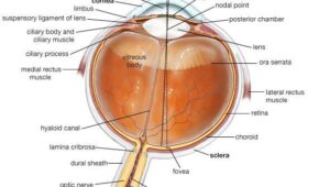 Optic nerves